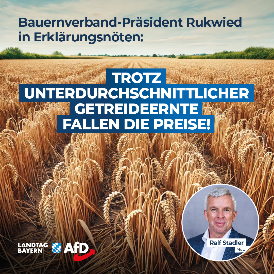 Ralf Stadler: Trotz unterdurchschnittlicher Getreideernte fallen die Preise – Bauernverband-Präsident Rukwied in Erklärungsnöten 1 20240823 Stadler Preisverfall Getreide